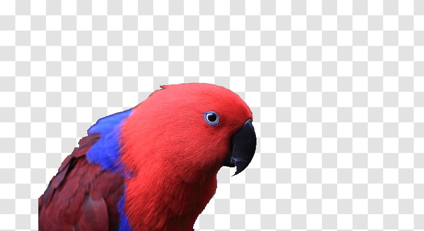Macaw Parrot Bird Color Fly - Beak Transparent PNG
