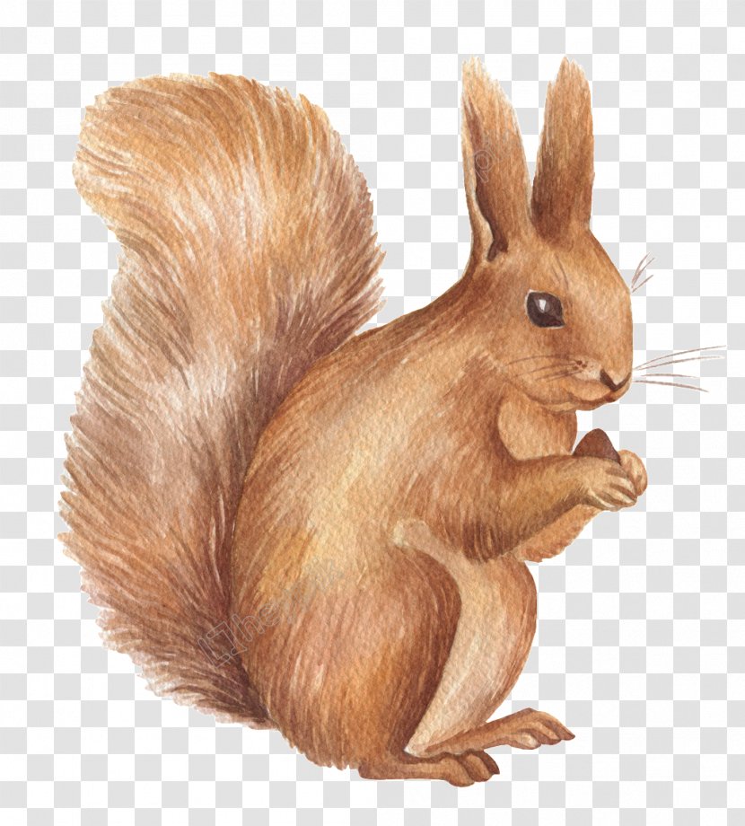 Squirrel Vector Graphics Design Christmas Day - Mammal Transparent PNG