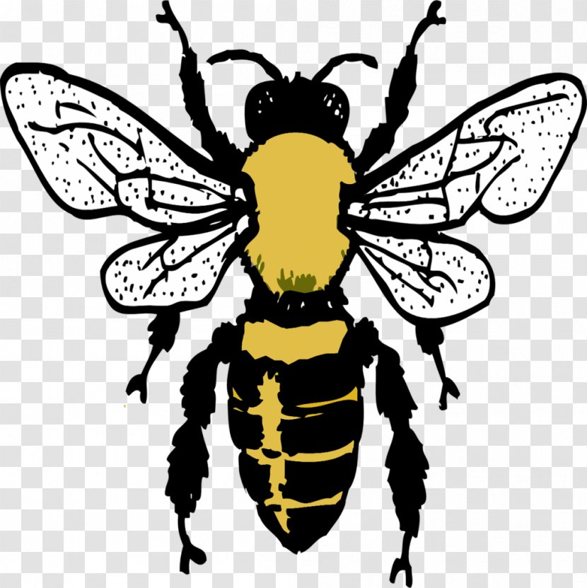 European Dark Bee Insect Drawing Beehive Transparent PNG