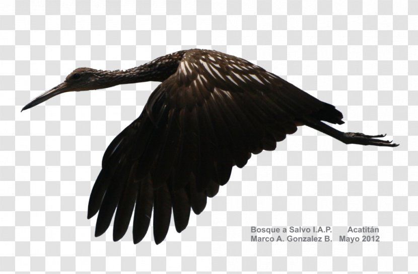 Vulture Water Bird Crane Beak - Feather Transparent PNG
