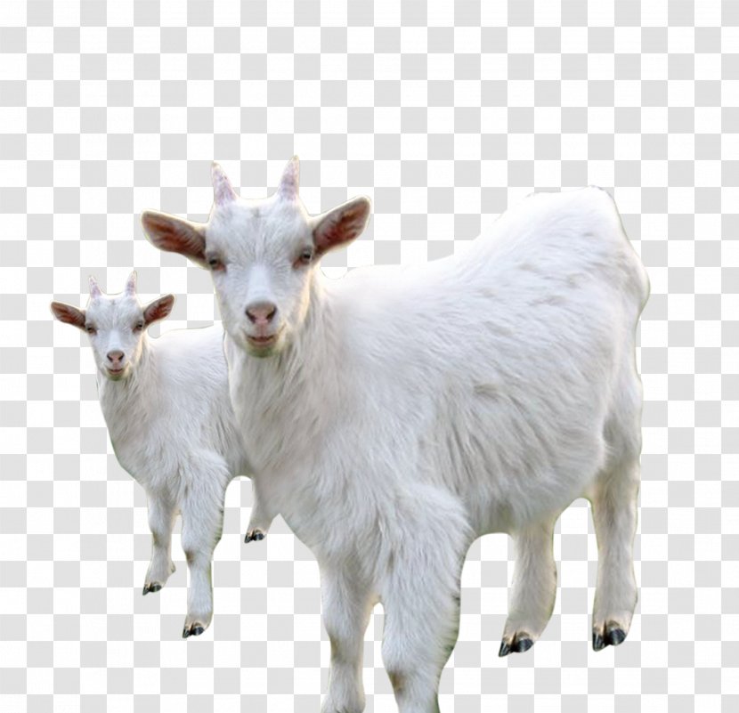 Goat Sheep Milk Livestock - Search Engine Optimization - White Transparent PNG