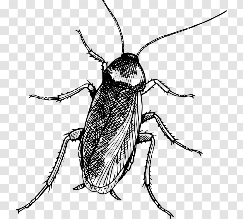 Beetle Insect - Blister Beetles - Ground Drawing Transparent PNG