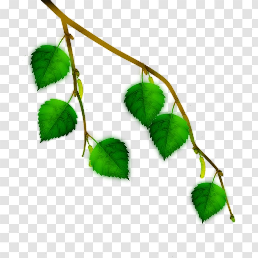 Twig Plant Stem Leaf Transparent PNG