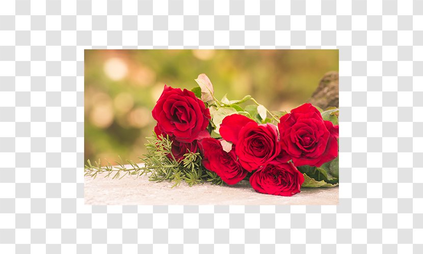 Garden Roses Cut Flowers Cabbage Rose Floral Design - Plant - Flower Transparent PNG