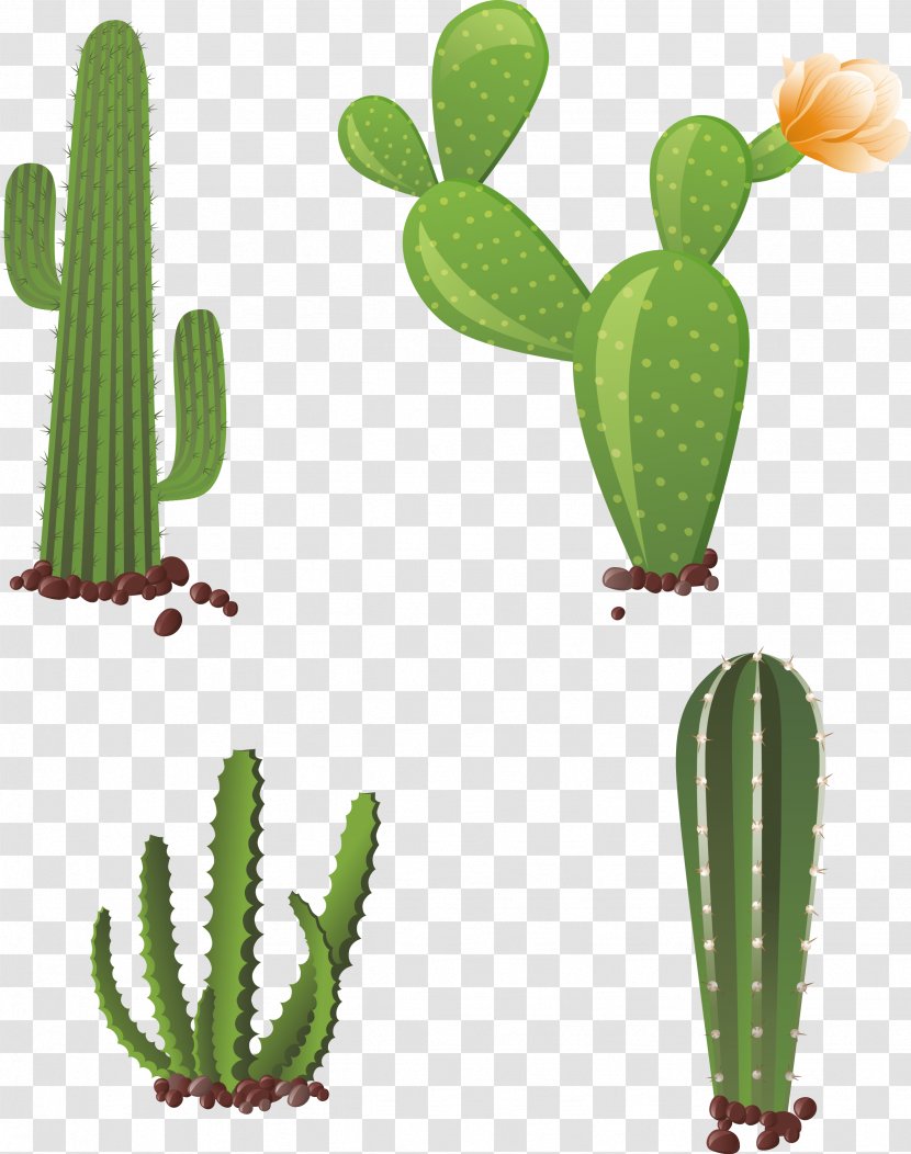 Cactaceae Clip Art - Plant Stem - Hand-painted Cactus Transparent PNG