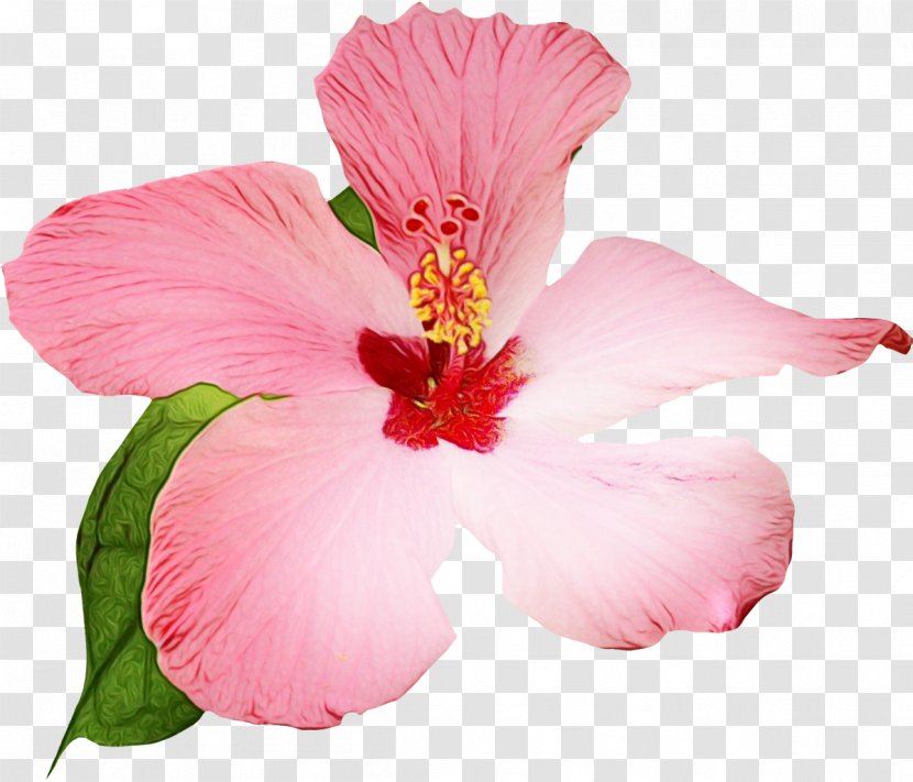 Pink Flower Cartoon - China Rose - Mallow Family Transparent PNG