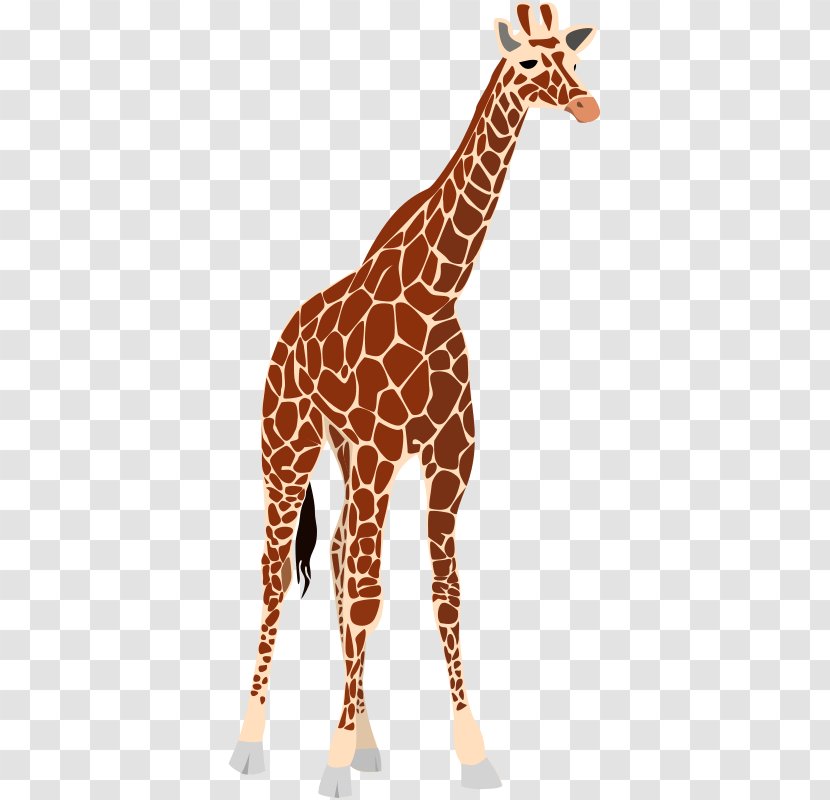 Okapi West African Giraffe Clip Art - Terrestrial Animal - Images Free Transparent PNG