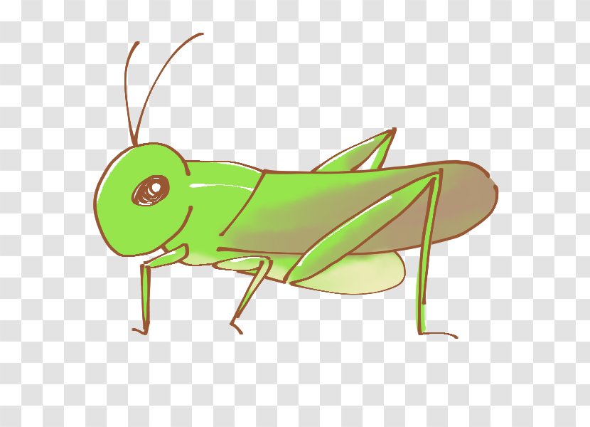 Insect Caelifera 虫 Clip Art - Grasshopper Transparent PNG
