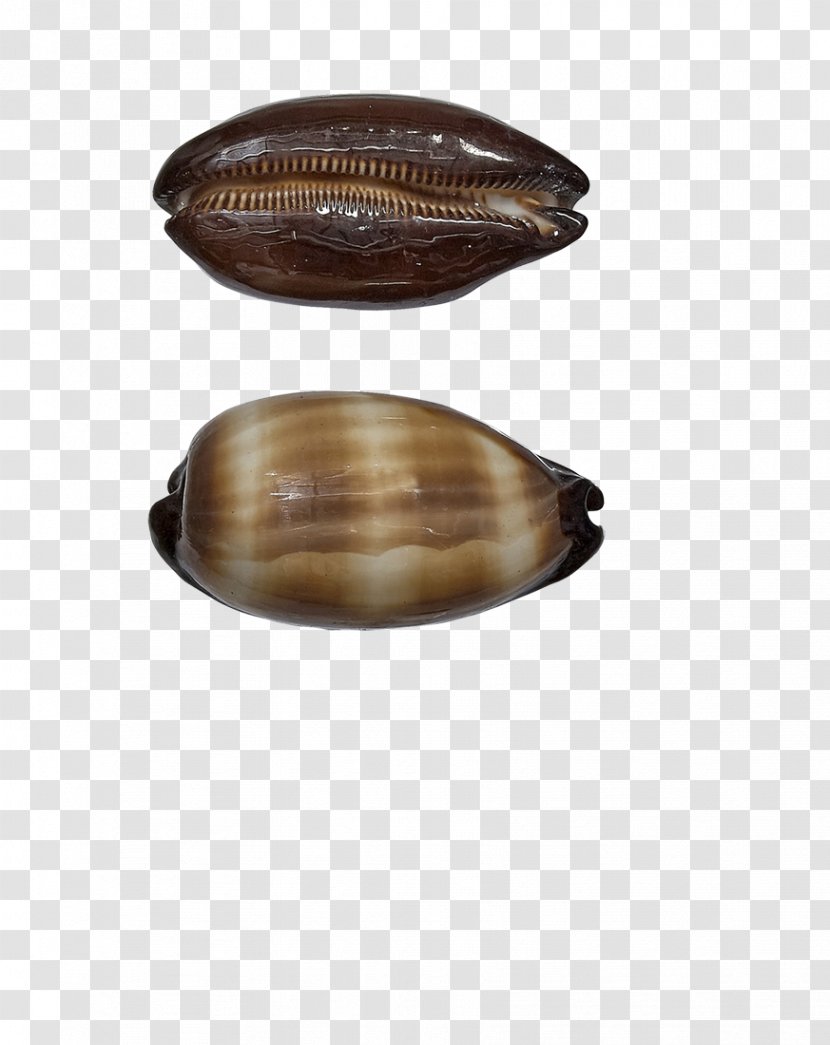 Seashell Cowry Conch Mussel Oyster Transparent PNG