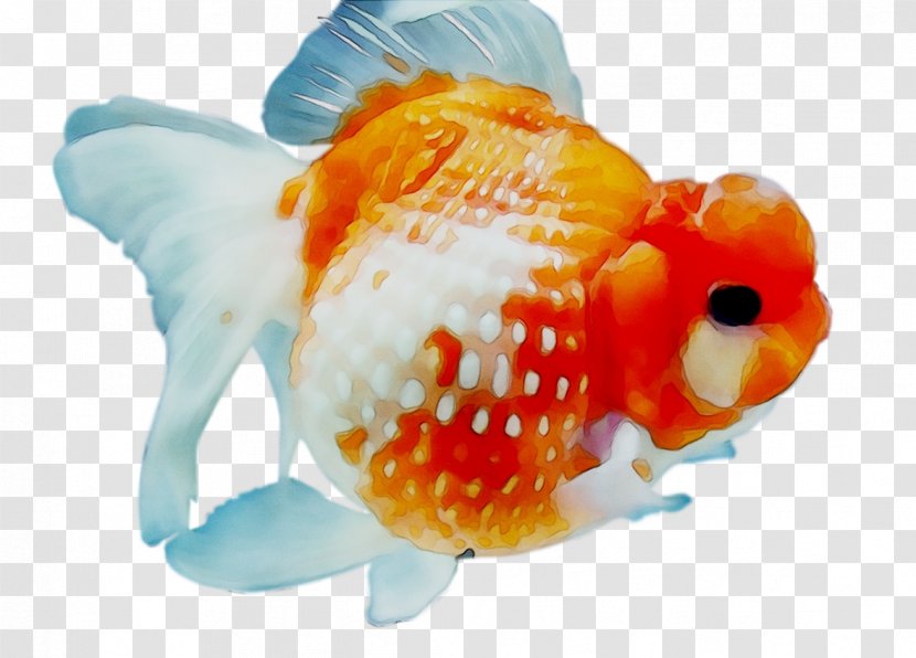 Goldfish Feeder Fish Marine Biology - Rayfinned Transparent PNG
