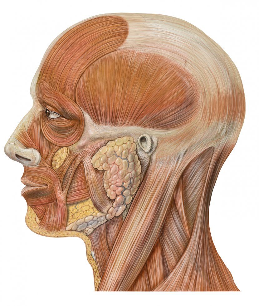 Head And Neck Anatomy Human Body - Creative Skull Transparent PNG