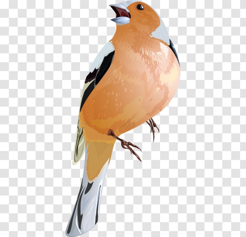 Bird - Finch - Sparrow Transparent PNG