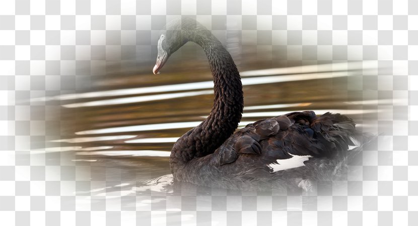 Desktop Wallpaper Black Swan High-definition Television 1080p Computer - Ducks Geese And Swans Transparent PNG