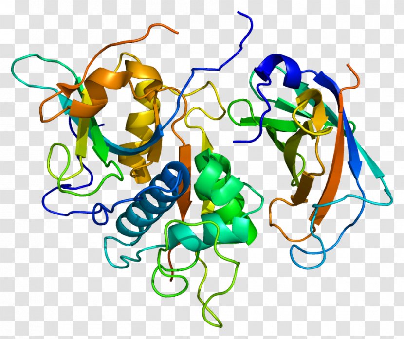 Cathepsin C G Protease B - Gene Transparent PNG