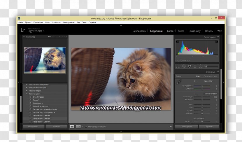 Cat Multimedia Video Screenshot Mammal - Photo Caption Transparent PNG