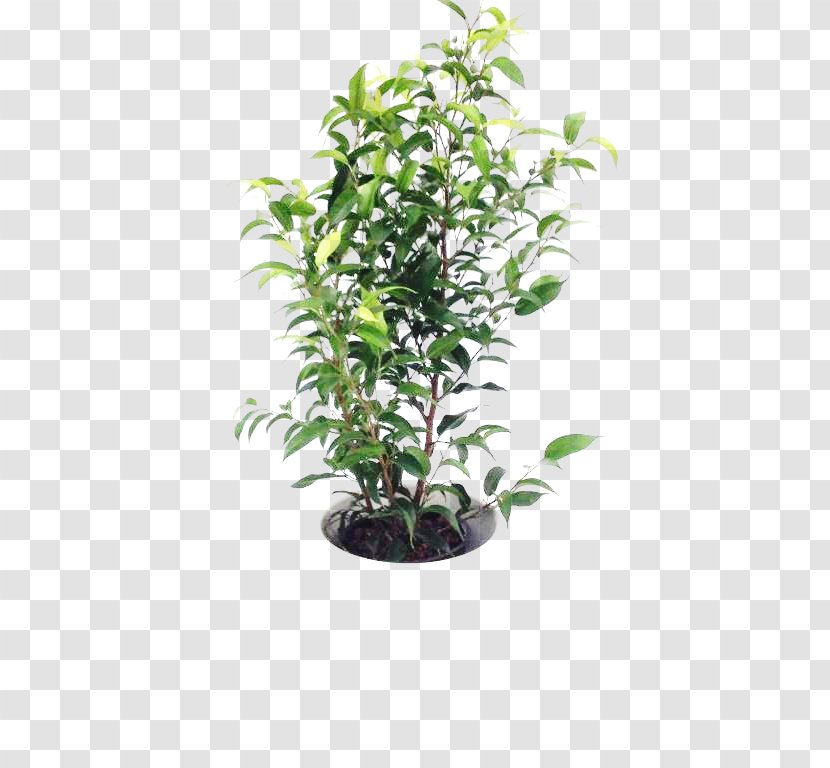 European Blueberry OBI Shrub Fruit - Evergreen Marine Corp - Ficus Transparent PNG