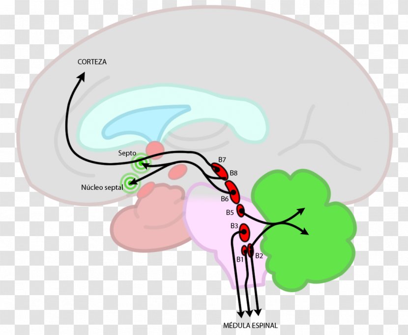 Brainstem Raphe Nuclei Nucleus Reticular Formation - Flower - Brain Transparent PNG