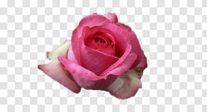 Pink Garden Roses - Hybrid Tea Rose - Flower Transparent PNG