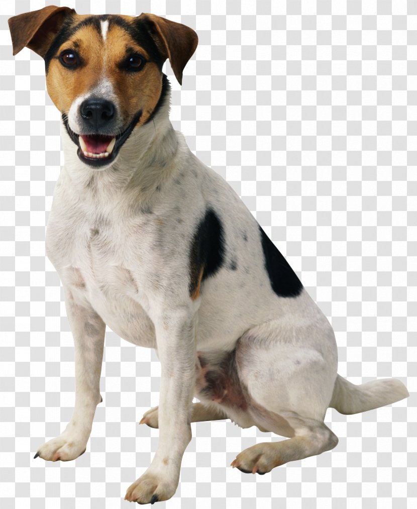 Pug Boxer Puppy - Dog Transparent PNG
