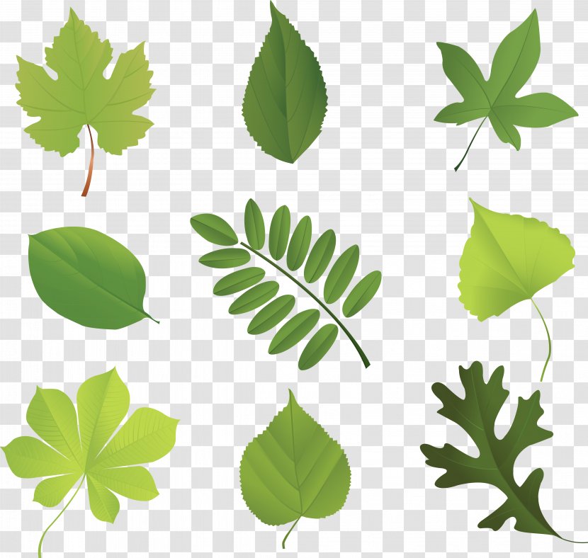 Banana Leaves - Plant Stem - Green Transparent PNG