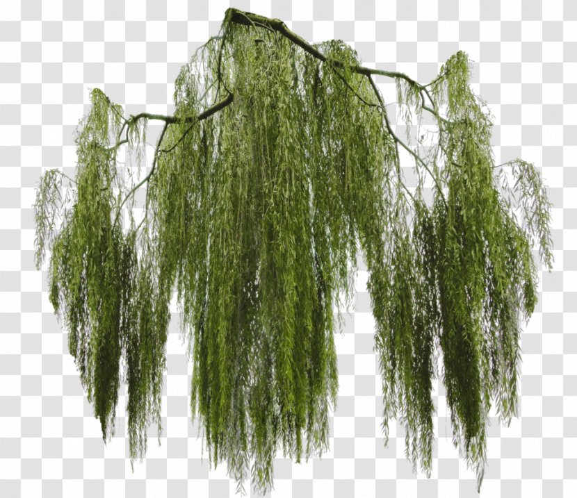 Weeping Willow Tree Branch Giant Sequoia - Flower - Ivy Transparent PNG
