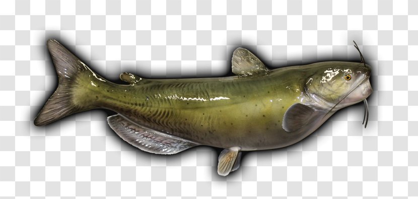Sardine Fish Products Oily Coho Salmon Cod Transparent PNG