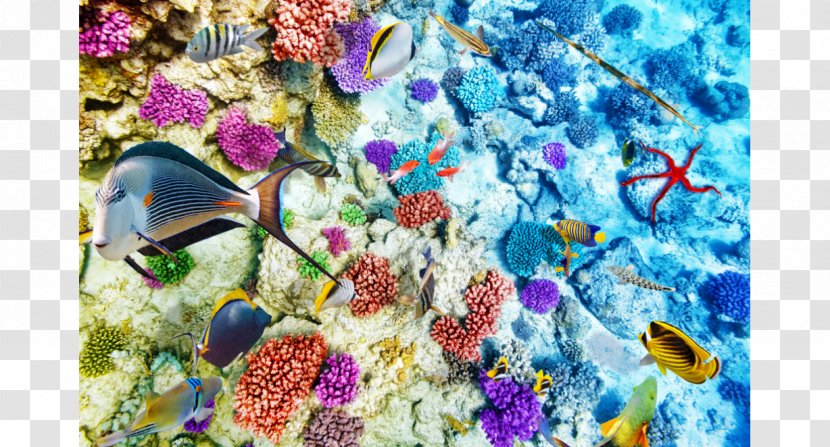 Coral Reef Life Fish Ocean - Sea Transparent PNG