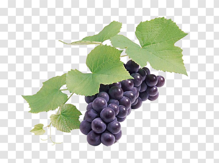 Grape Seed Extract Wine Grapefruit - Leaves - Black Grapes Transparent PNG