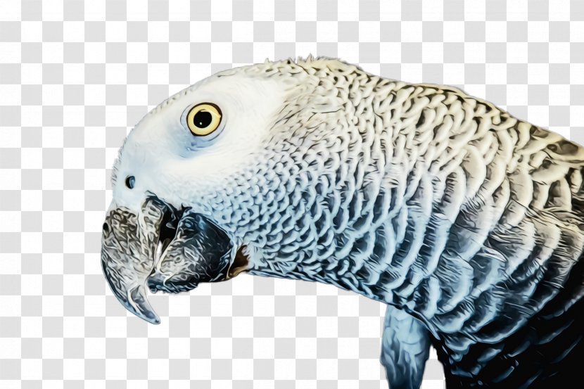 African Grey Parakeet Bird Parrot Budgie - Snout Beak Transparent PNG