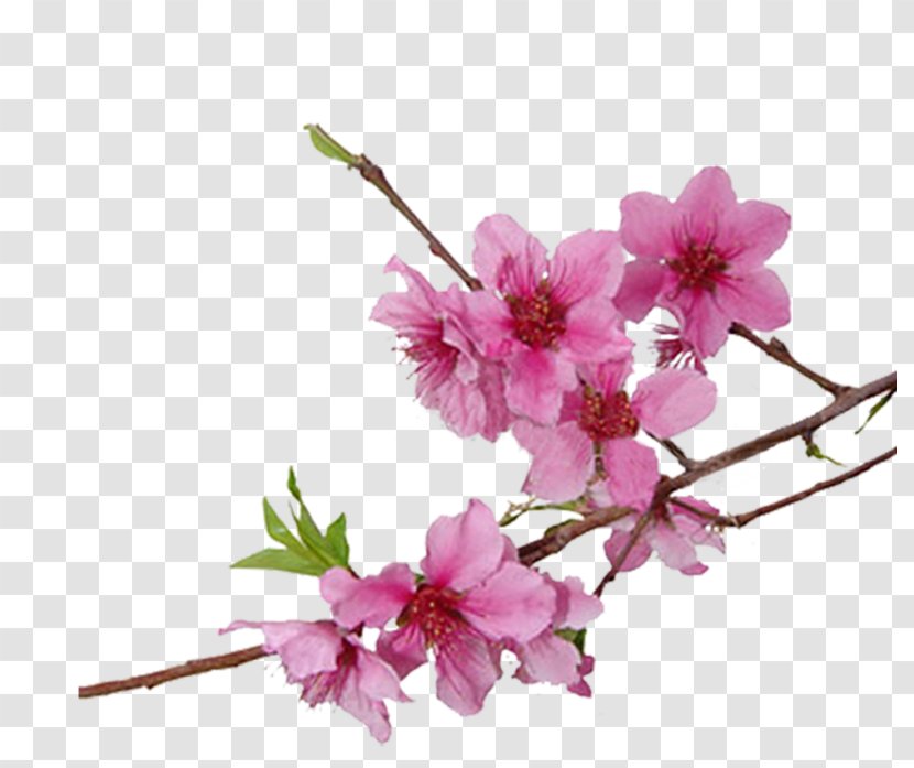 Cherry Blossom Cerasus Clip Art - Plant Transparent PNG