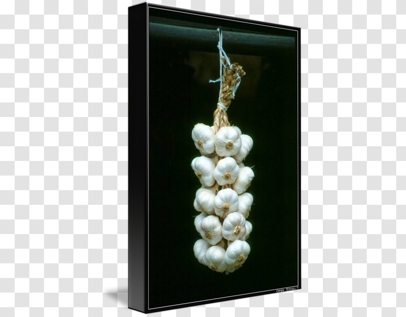 Imagekind Art Still Life Photography Garlic - Hanging Sale Transparent PNG