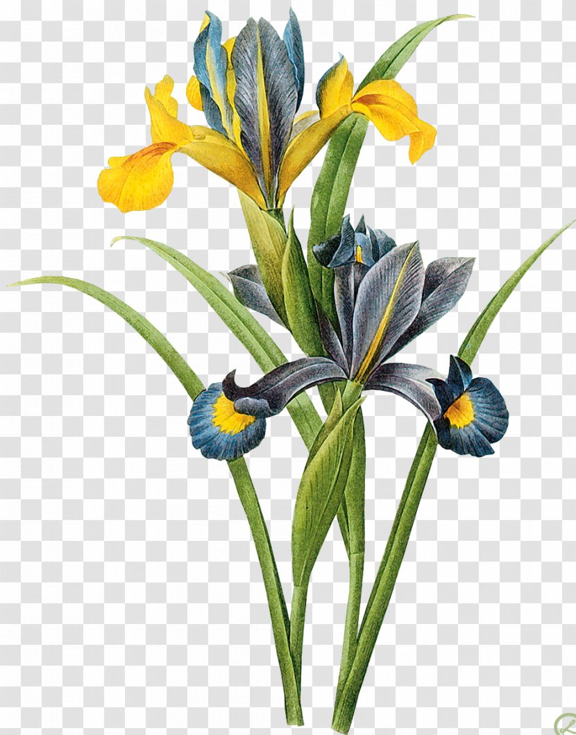 Art Painting Iris Xiphium Botany Canvas - Orris Root Transparent PNG