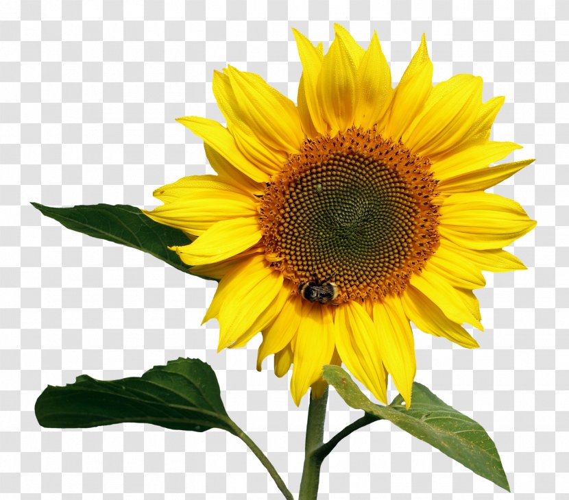 Common Sunflower - Yellow - Transparent Transparent PNG