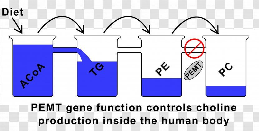 Betaine—homocysteine S-methyltransferase Coffee Health - Communication - Phosphatidylethanolamine Transparent PNG