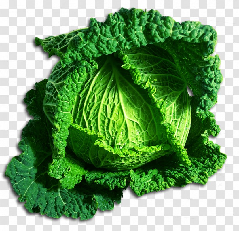 Leaf Vegetable Savoy Cabbage - Chinese Transparent PNG