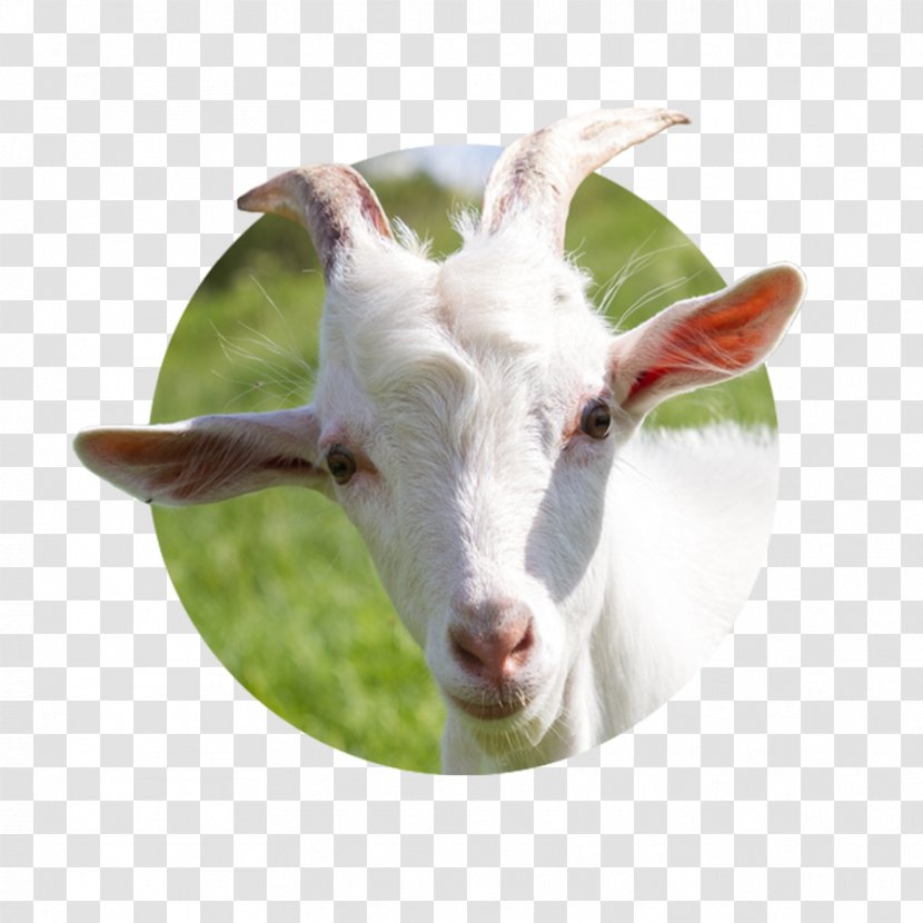 Goat Milk Cheese Sheep Cattle - Horn Transparent PNG