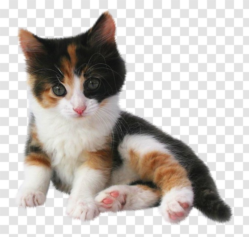 Kitten Puppy Munchkin Cat California Spangled Bengal Transparent PNG