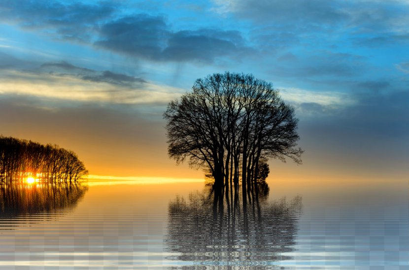 Landscape Sunset Photography - Tree Transparent PNG