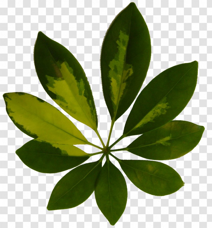 Leaf Plant Fern Tree Vegetation - Branch Transparent PNG
