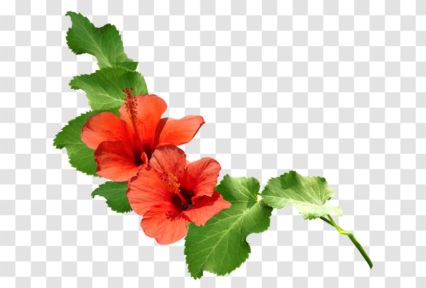 Download - Chinese Hibiscus - Design Transparent PNG
