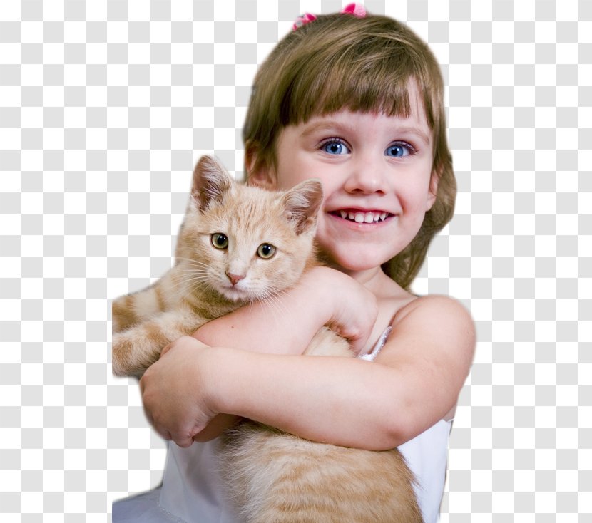 Cat Kitten Dog Pet Adoption - Toddler Transparent PNG