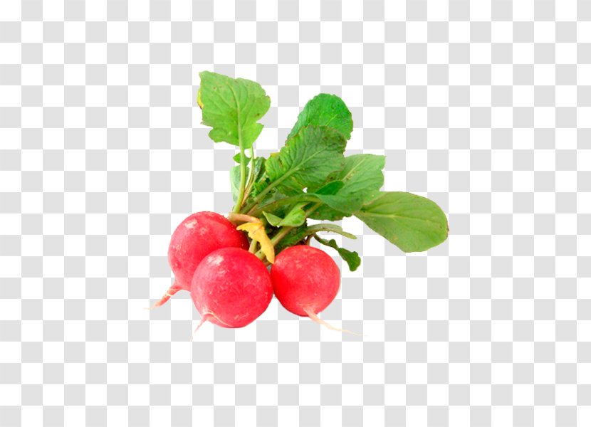 Radish Vegetable Cranberry Turnip Legume - Lingonberry Transparent PNG