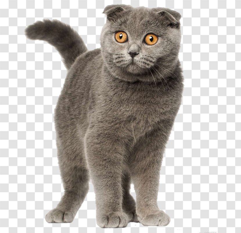 Scottish Fold British Shorthair Persian Cat Siamese Selkirk Rex - Kitten - Gray Transparent PNG