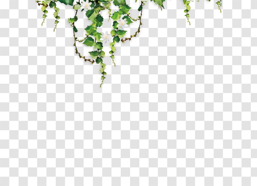 Common Grape Vine Parthenocissus Tricuspidata Green - Google Images - Vibrant Material Transparent PNG