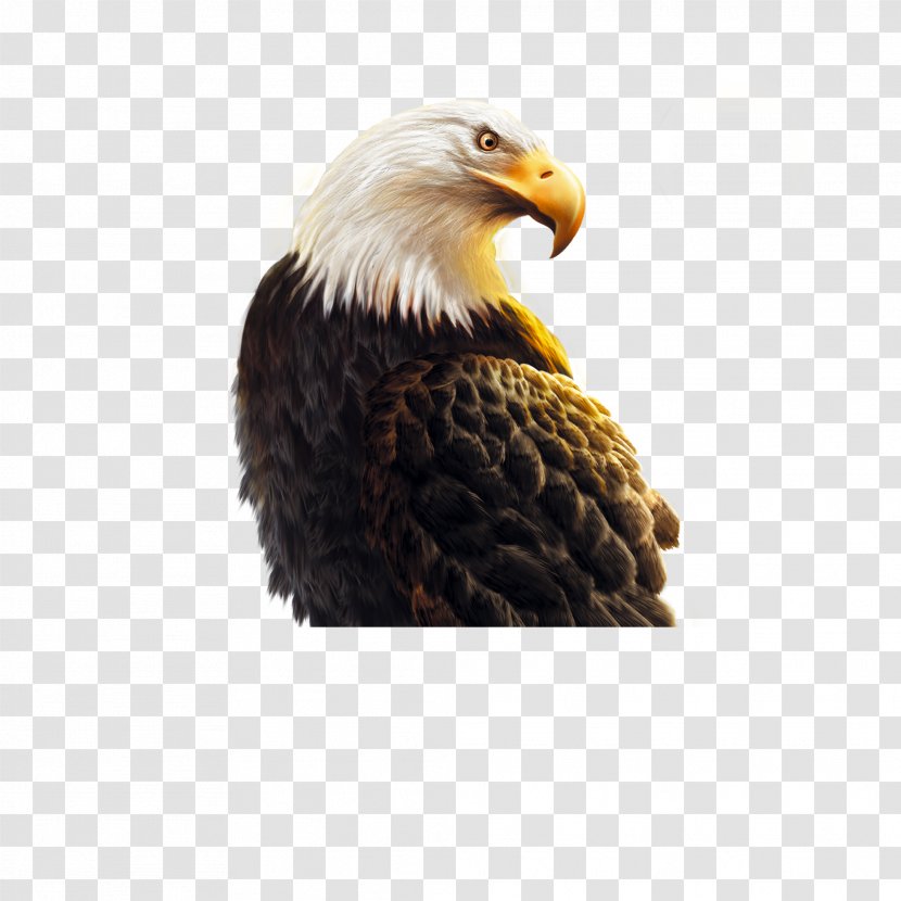 Shandong Business Eagle Icon - American National Standards Institute - Owl Transparent PNG