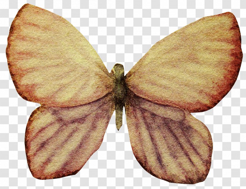 Butterfly Gratis Euclidean Vector - Wing - Decoration Transparent PNG