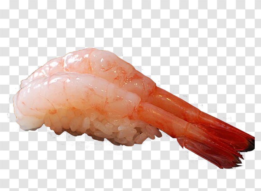 Caridea Sushi Sashimi Shrimp Transparent PNG