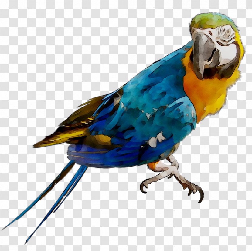 Macaw Parakeet Feather Beak Pet - Budgie - Vertebrate Transparent PNG
