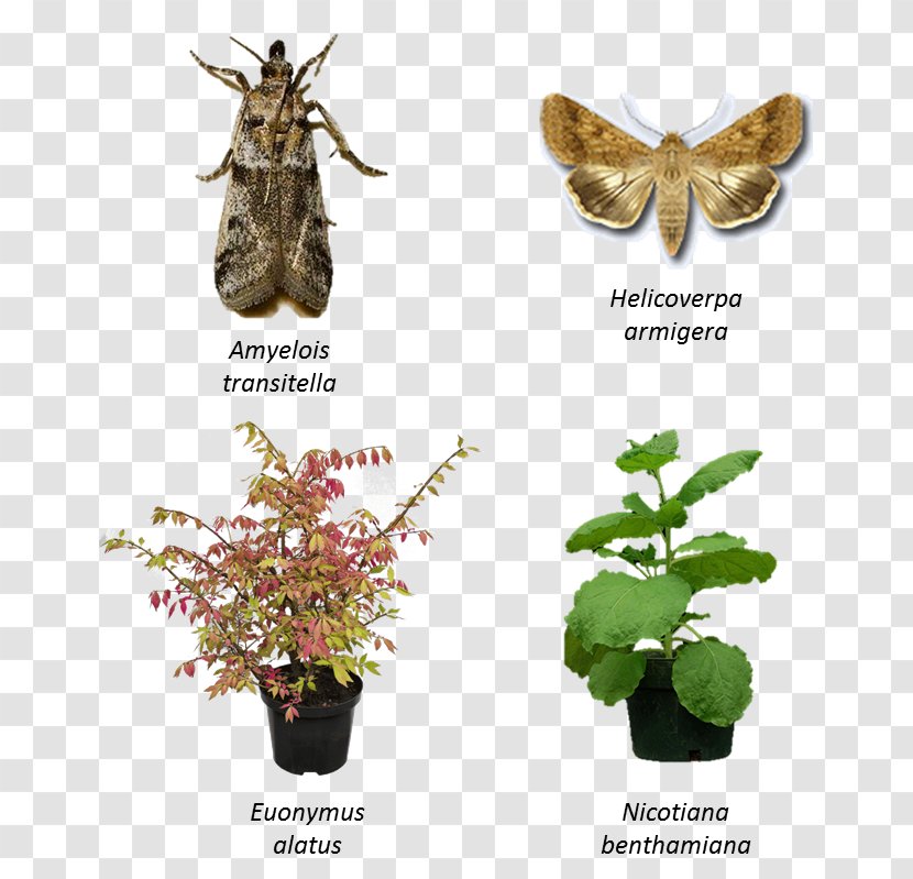 Butterfly Insect Fauna Plant Wing - Moths And Butterflies Transparent PNG