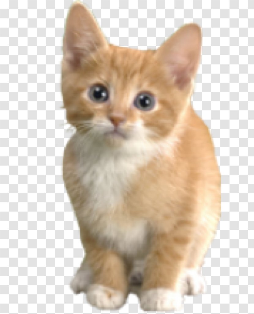 Kitten Maine Coon Siamese Cat Ragdoll Munchkin - German Rex Transparent PNG